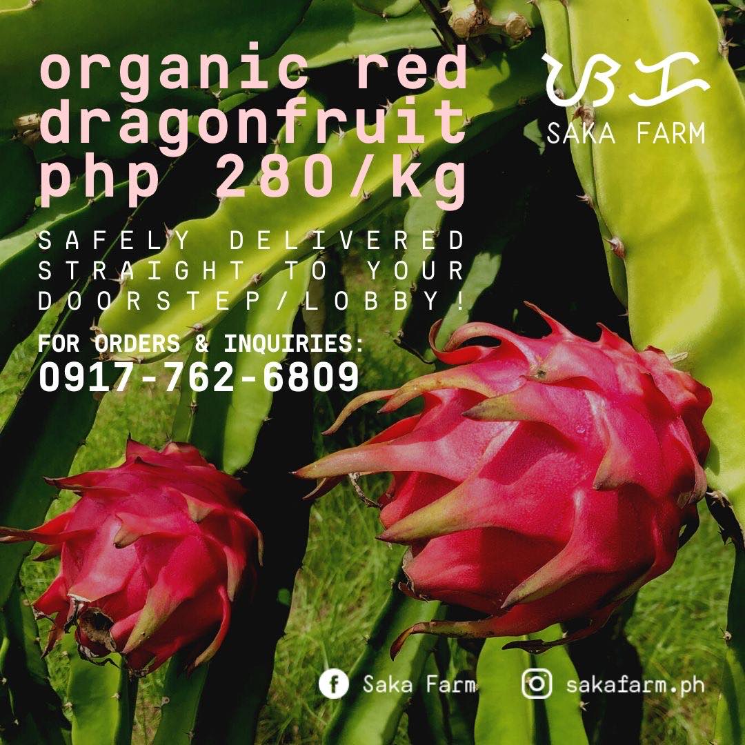 Saka Farm’s Organic Red Dragonfruit