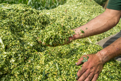 Corn Silage